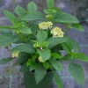 Lantana camara 'Gem™ Pearl' – lantana biała
